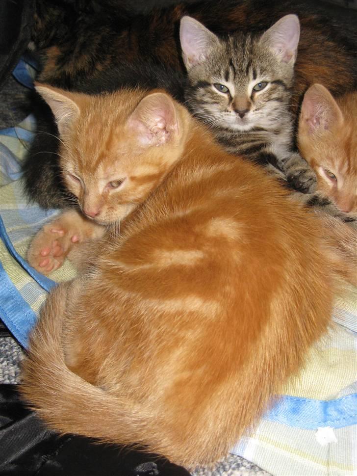 Huskat Mini Kitte billede 2