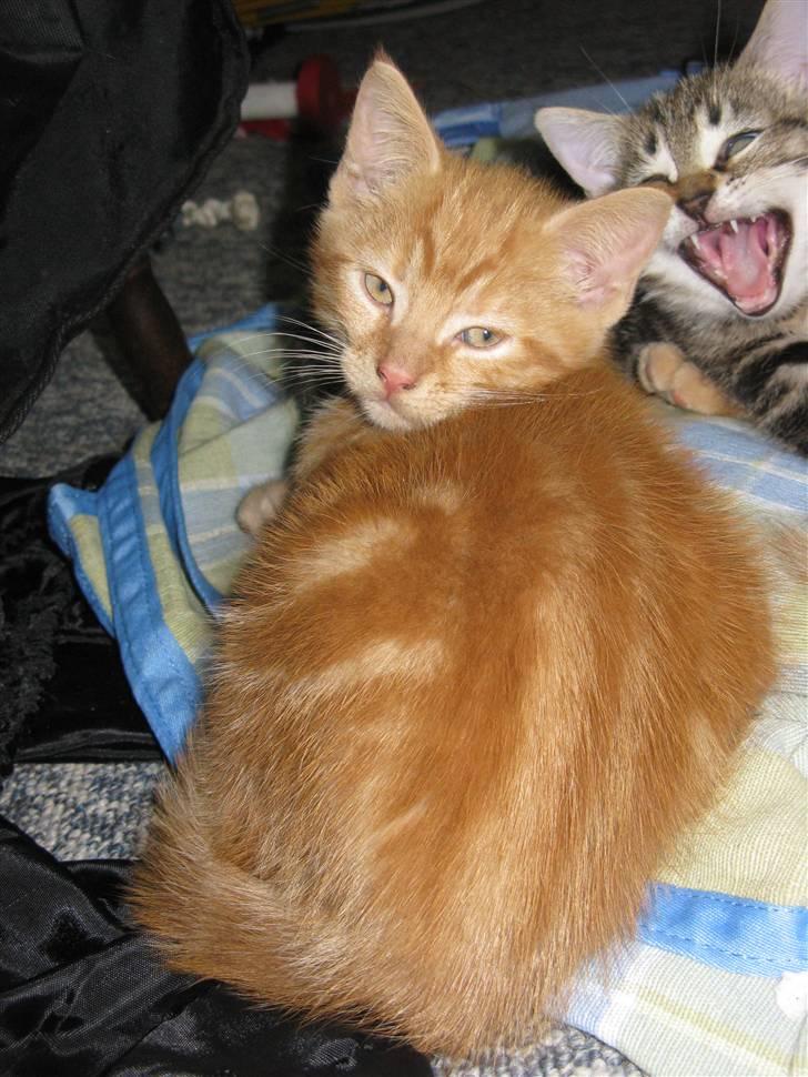 Huskat Mini Kitte billede 3