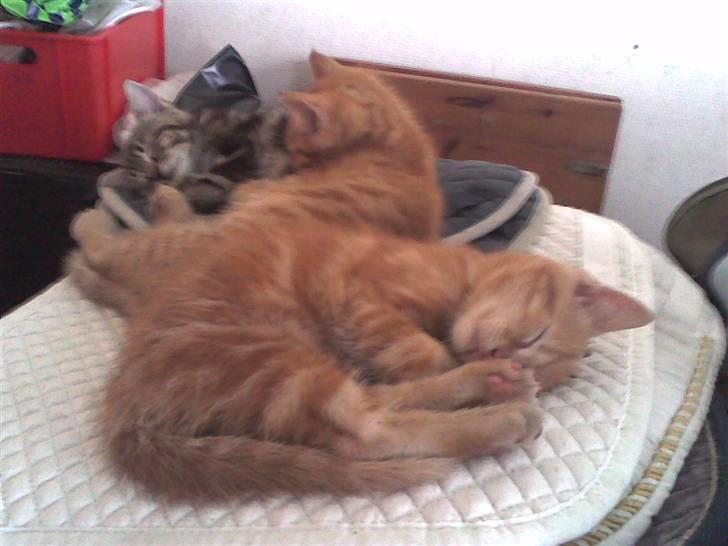 Huskat Mini Kitte billede 4