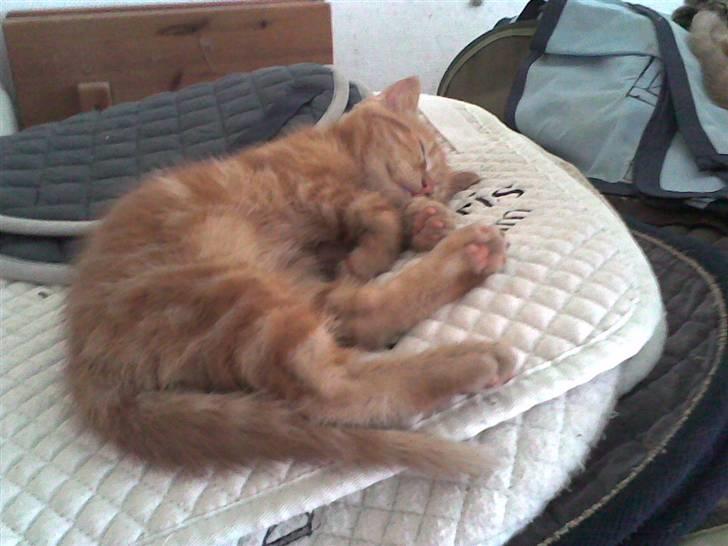 Huskat Mini Kitte billede 5