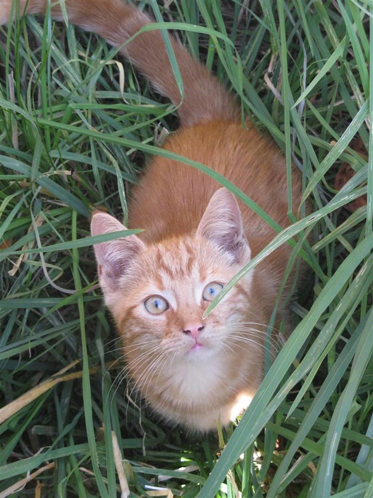 Huskat Mini Kitte - Uhaaa billede 6