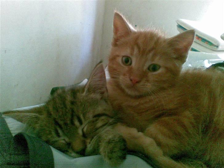 Huskat Mini Kitte billede 7