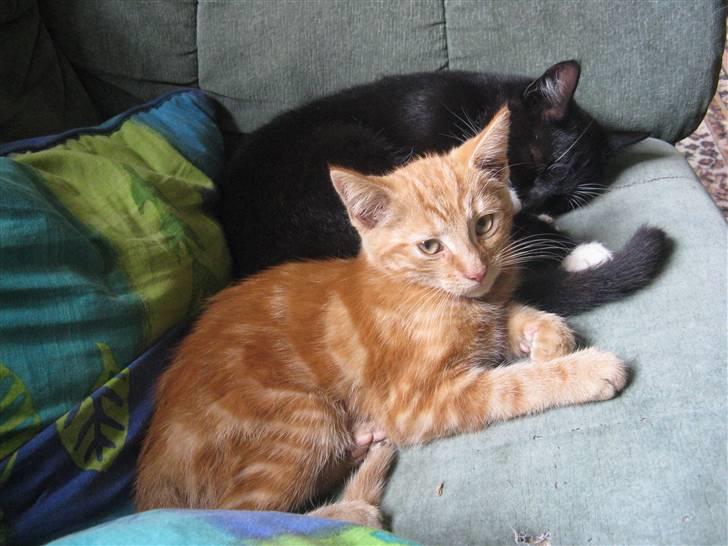 Huskat Mini Kitte - Her ligger han sammen med Emilie :D billede 8