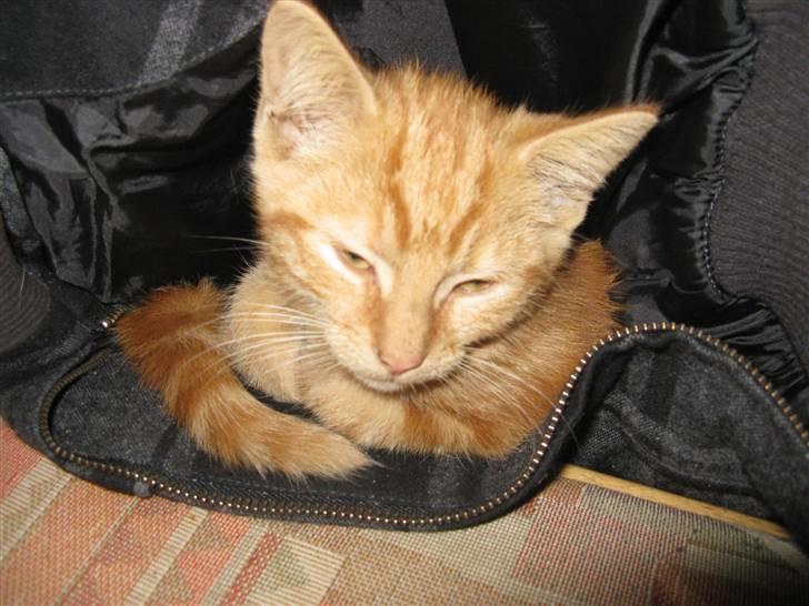 Huskat Mini Kitte - Hjælp! Jeg falder ned! billede 9