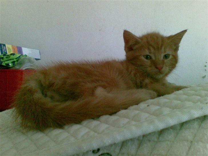 Huskat Mini Kitte billede 10