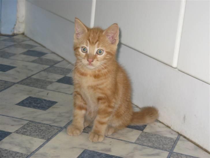 Huskat Mini Kitte billede 11