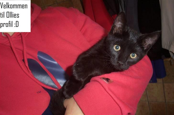 Huskat Ollie død 1/11 - 2008 billede 1