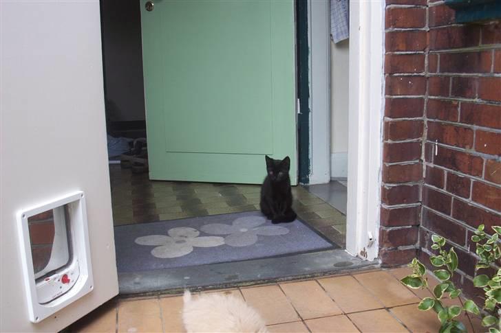 Huskat Ollie død 1/11 - 2008 billede 2