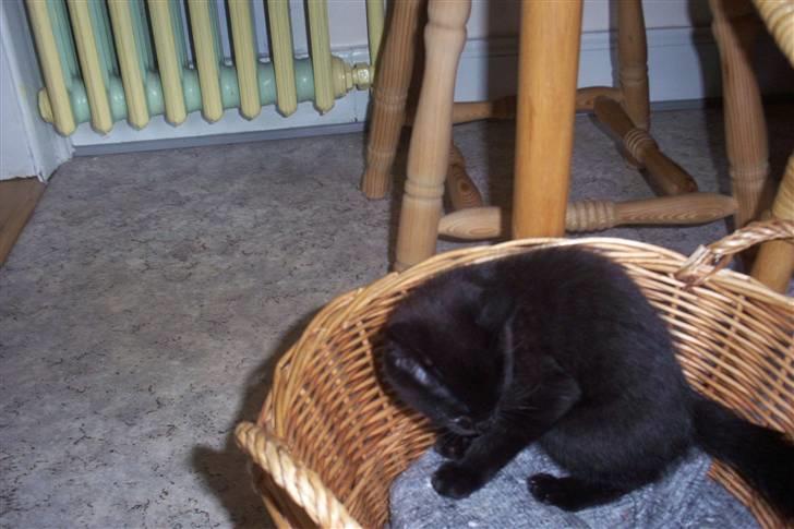 Huskat Ollie død 1/11 - 2008 billede 3