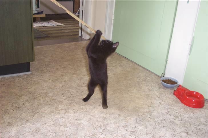 Huskat Ollie død 1/11 - 2008 billede 4