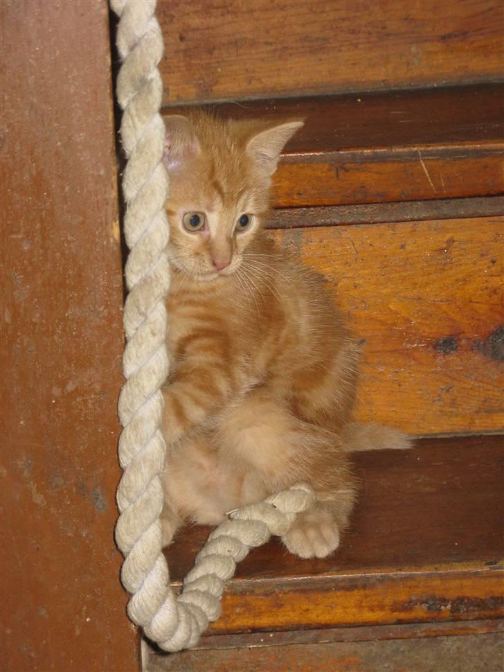 Huskat Mini Kitte billede 12