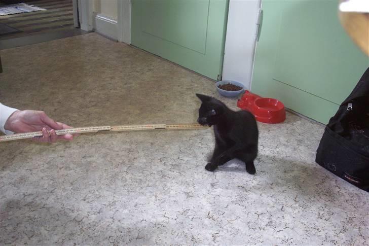 Huskat Ollie død 1/11 - 2008 billede 5