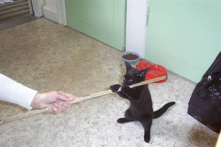 Huskat Ollie død 1/11 - 2008 billede 6