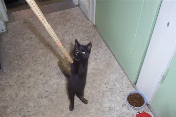 Huskat Ollie død 1/11 - 2008 billede 7