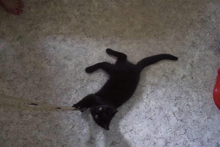 Huskat Ollie død 1/11 - 2008 billede 8