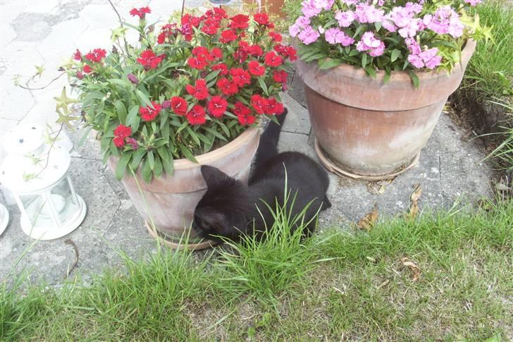 Huskat Ollie død 1/11 - 2008 billede 9