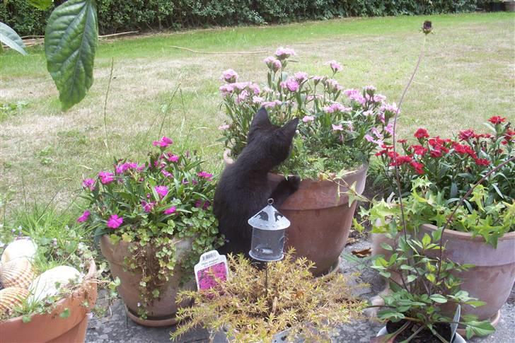 Huskat Ollie død 1/11 - 2008 billede 10