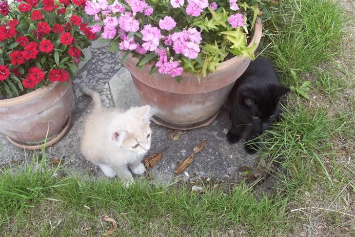 Huskat Ollie død 1/11 - 2008 billede 11