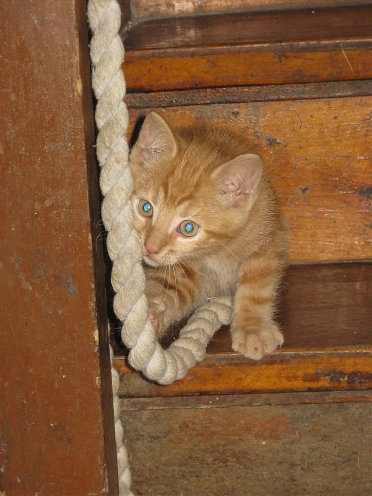 Huskat Mini Kitte billede 13