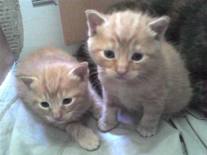 Huskat Mini Kitte billede 14