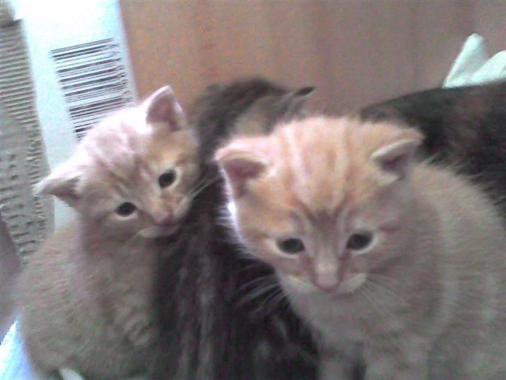 Huskat Mini Kitte - Den foreste . . . billede 15