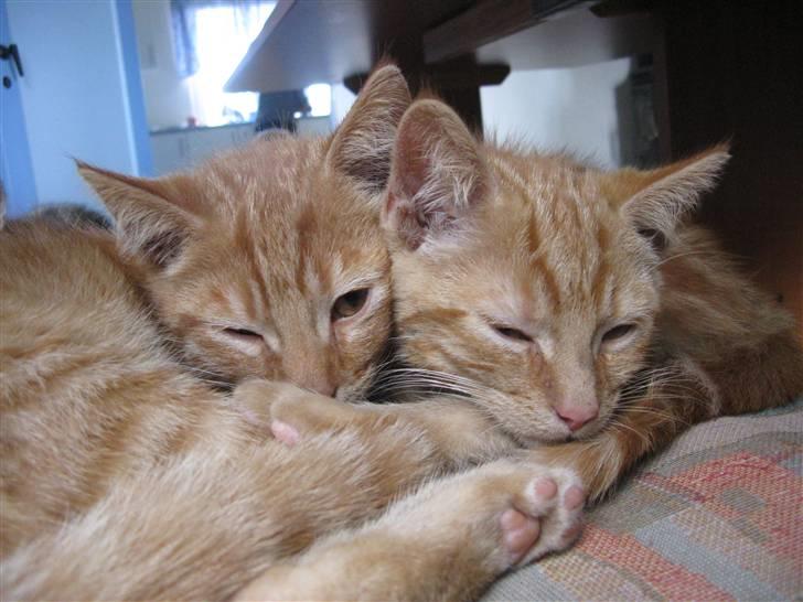 Huskat Mini Kitte - De er så dejlige <33 billede 16