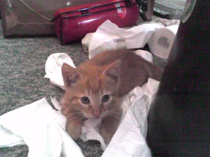 Huskat Mini Kitte billede 17