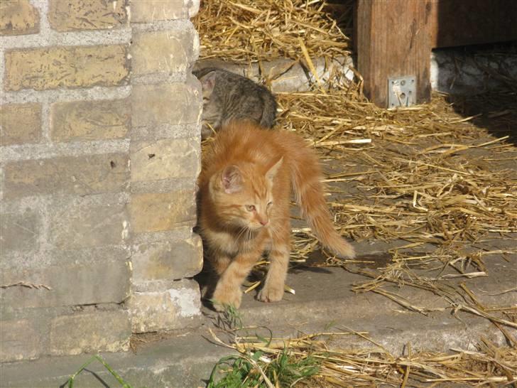 Huskat Mini Kitte billede 18