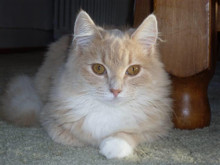 Blanding af racer Sille billede 1