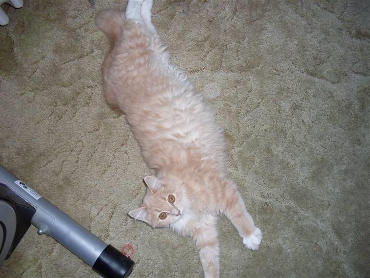 Blanding af racer Sille billede 2