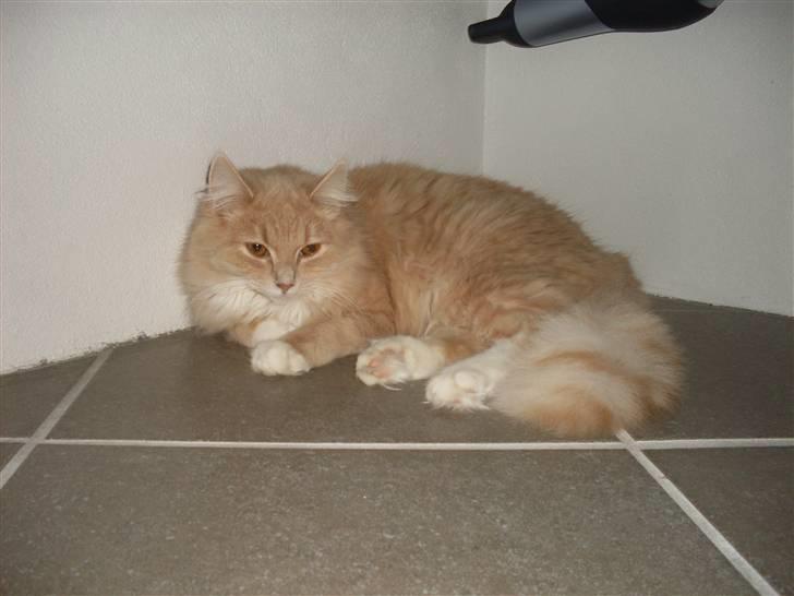 Blanding af racer Sille billede 3