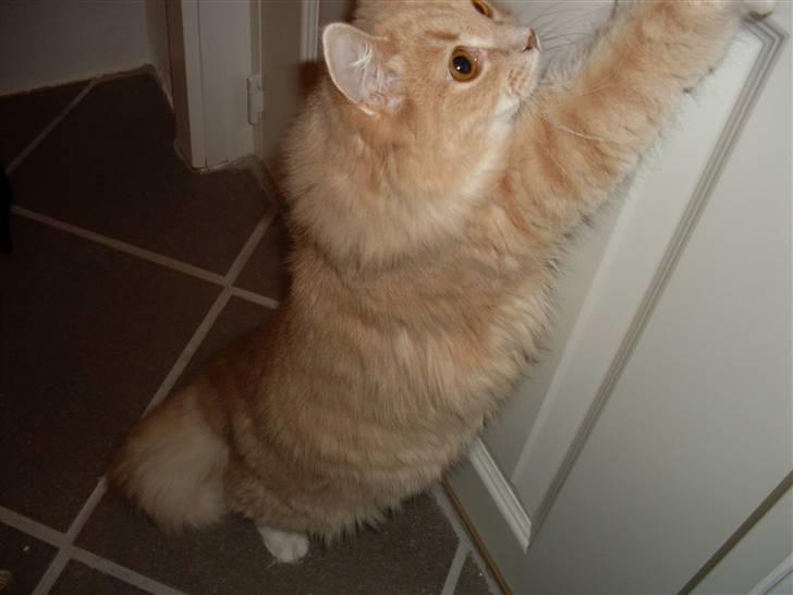 Blanding af racer Sille billede 4