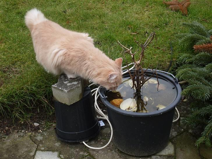 Blanding af racer Sille billede 5