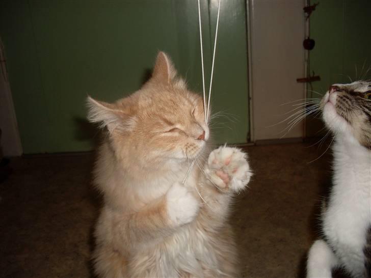 Blanding af racer Sille billede 6