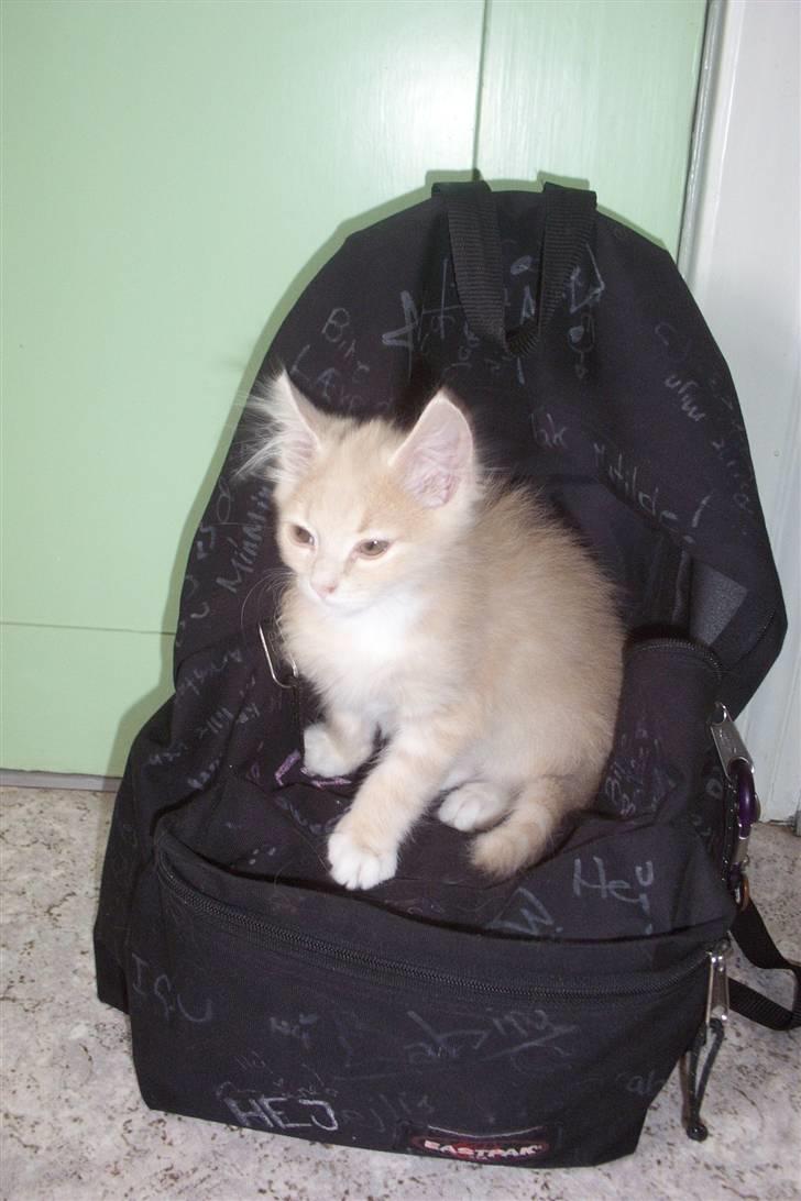 Blanding af racer Sille billede 7