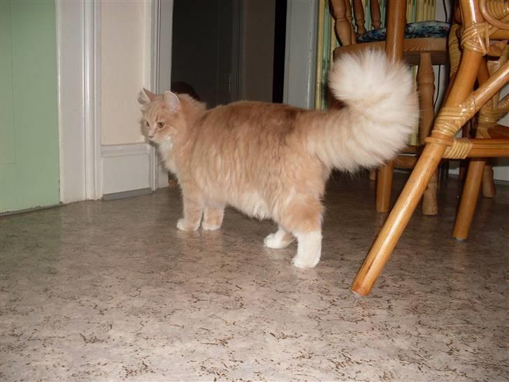 Blanding af racer Sille billede 8