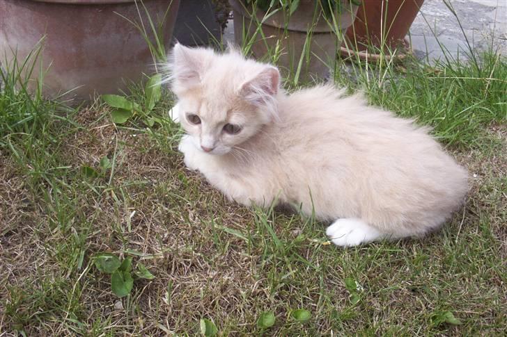 Blanding af racer Sille - Sille som lille (: billede 9