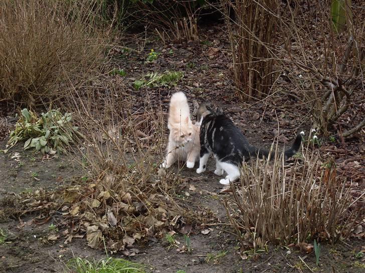 Blanding af racer Sille billede 10