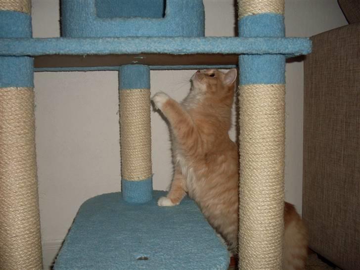 Blanding af racer Sille - Sille mis d: billede 11