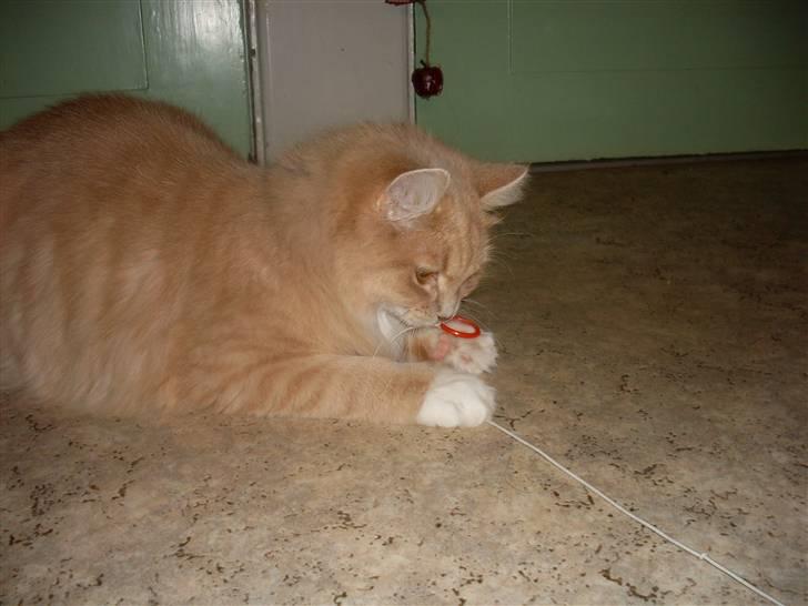 Blanding af racer Sille billede 12