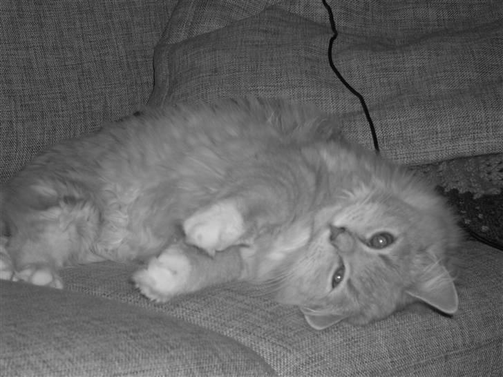 Blanding af racer Sille billede 13