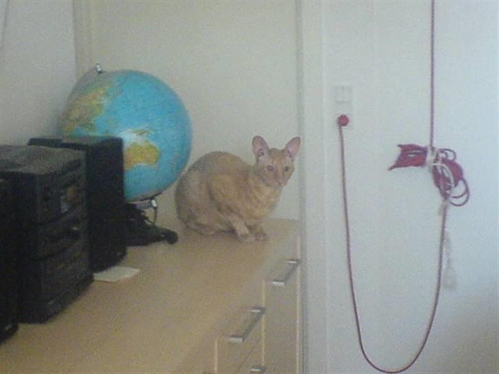 Cornish Rex Bojan billede 19