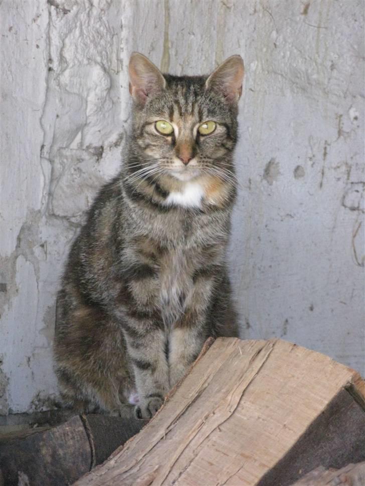 Huskat Vilddyret † R.I.P † billede 9