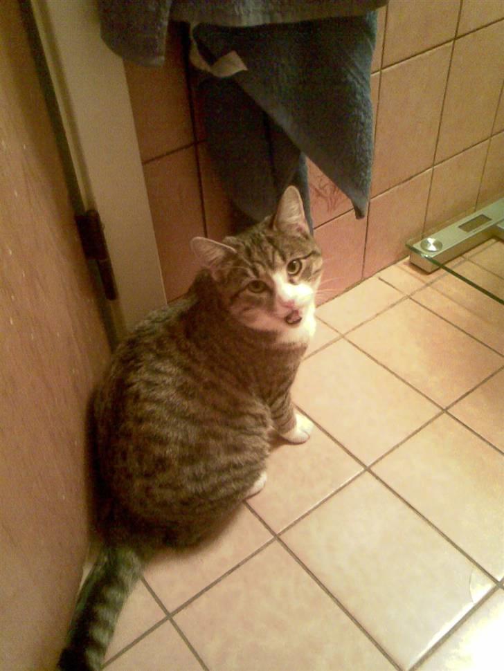 Huskat mis billede 16