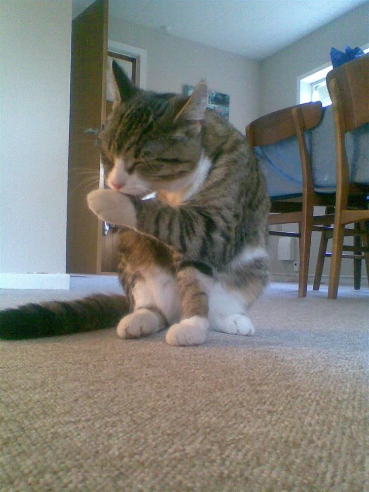 Huskat mis - så blev han lidt ældre billede 17