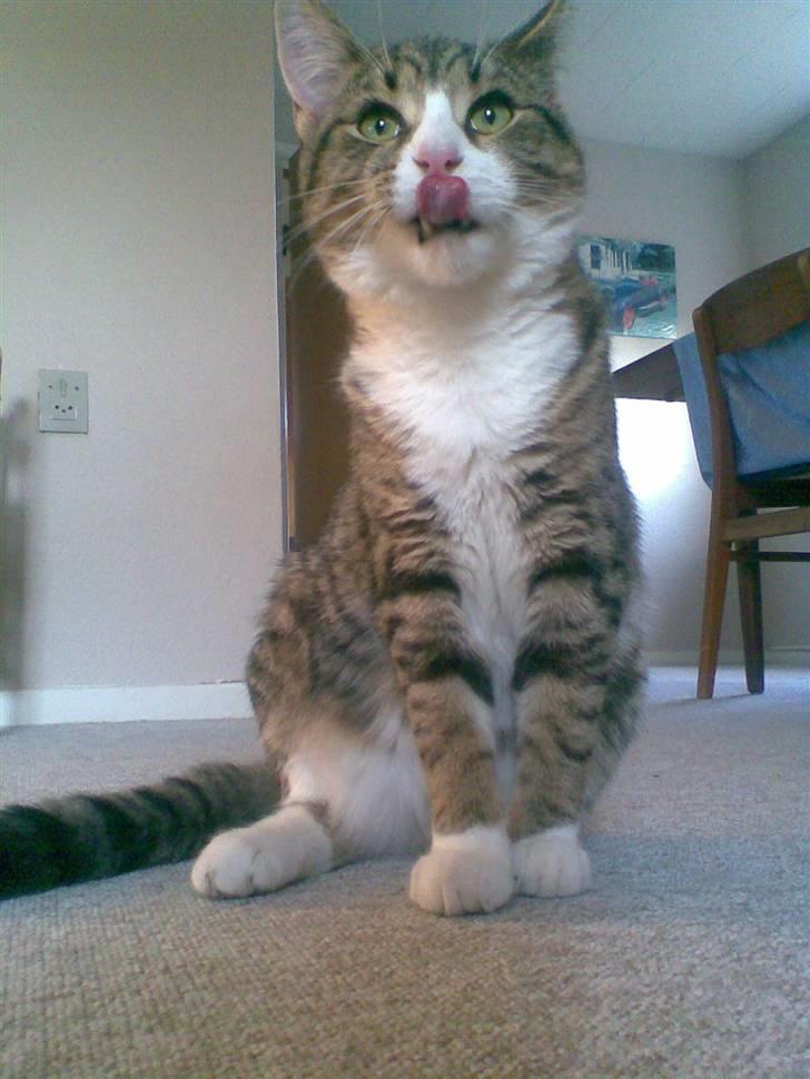 Huskat mis - mmm mus er gode. billede 18