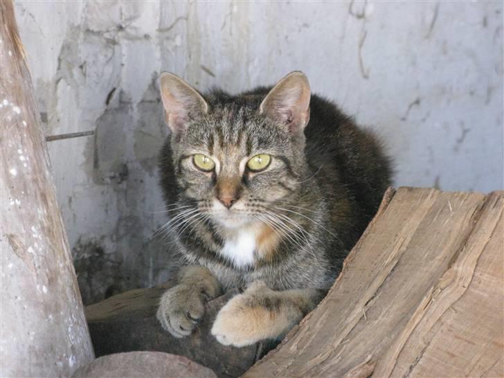 Huskat Vilddyret † R.I.P † billede 10