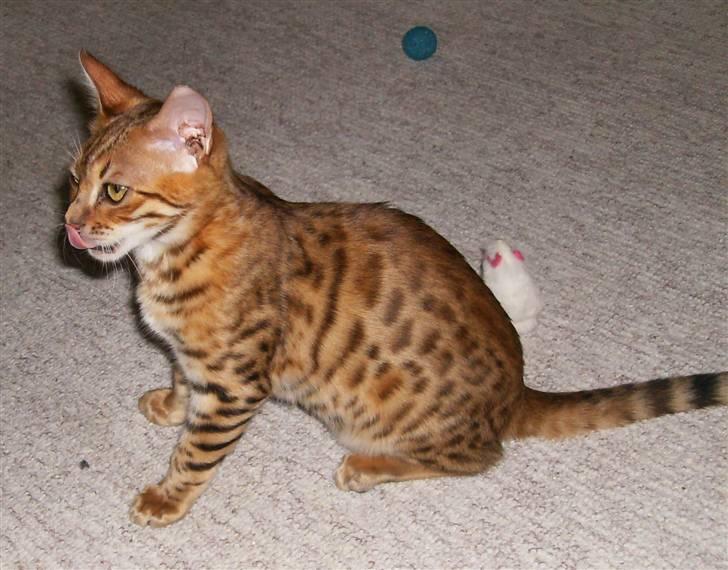 Bengal Sasso billede 1