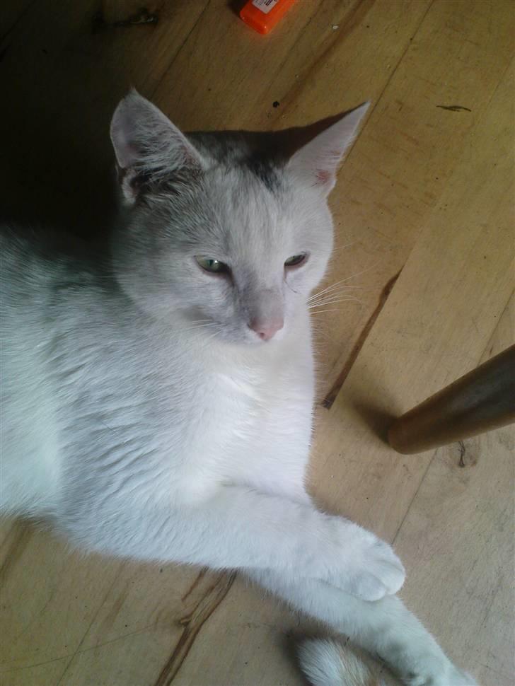 Huskat Akito (Pølle) Væk :( - Pølle tager en slapper :) d. 8/7 billede 20