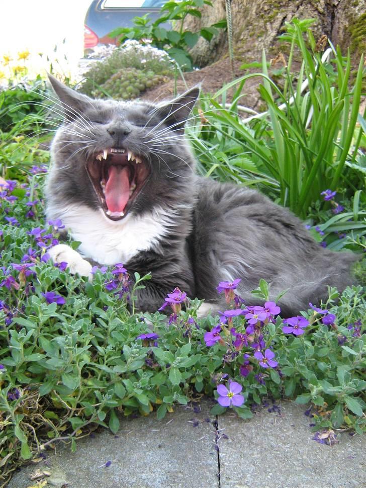 Blanding af racer  NFO/MCO Mega ( Mikkel ) - *Jeg vogter her*  billede 19